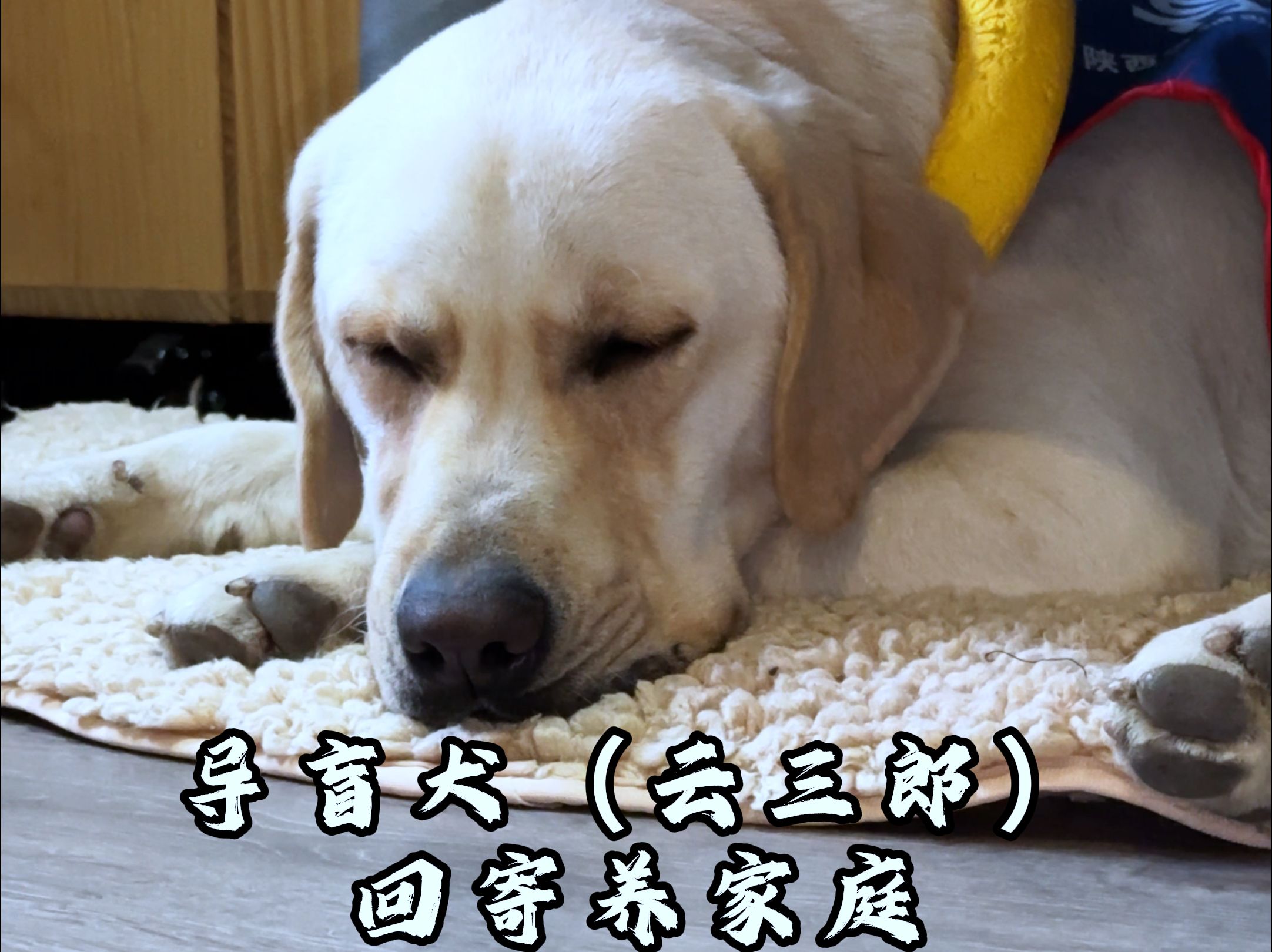 导盲犬(云三郎)回寄养家庭啦哔哩哔哩bilibili