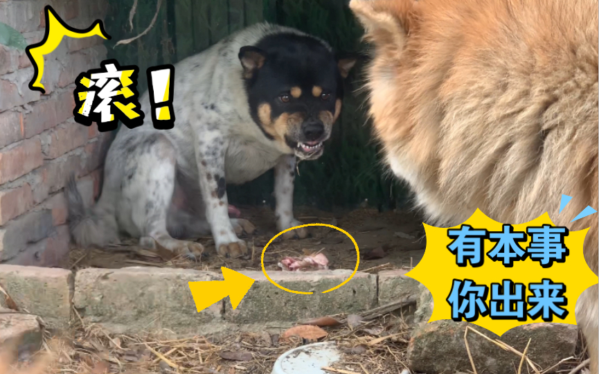 [图]田园犬铁头躲到鸡窝干饭，又被死对头盯上了！