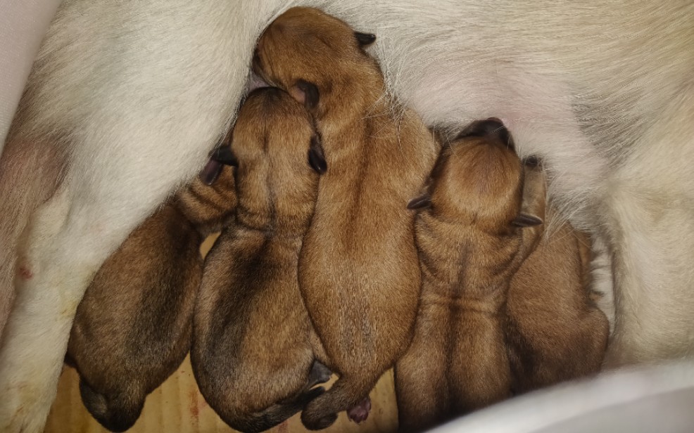 小狗产仔柯基串串生产视频全程拍摄记录