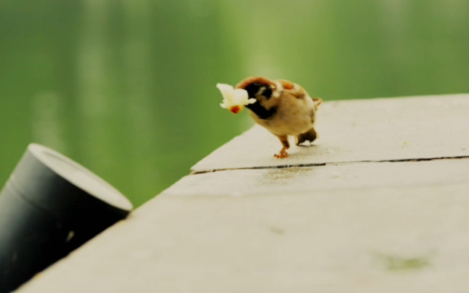 一只脚的小麻雀,索尼fx6摄像机拍摄和调色练习_哔哩哔哩_bilibili