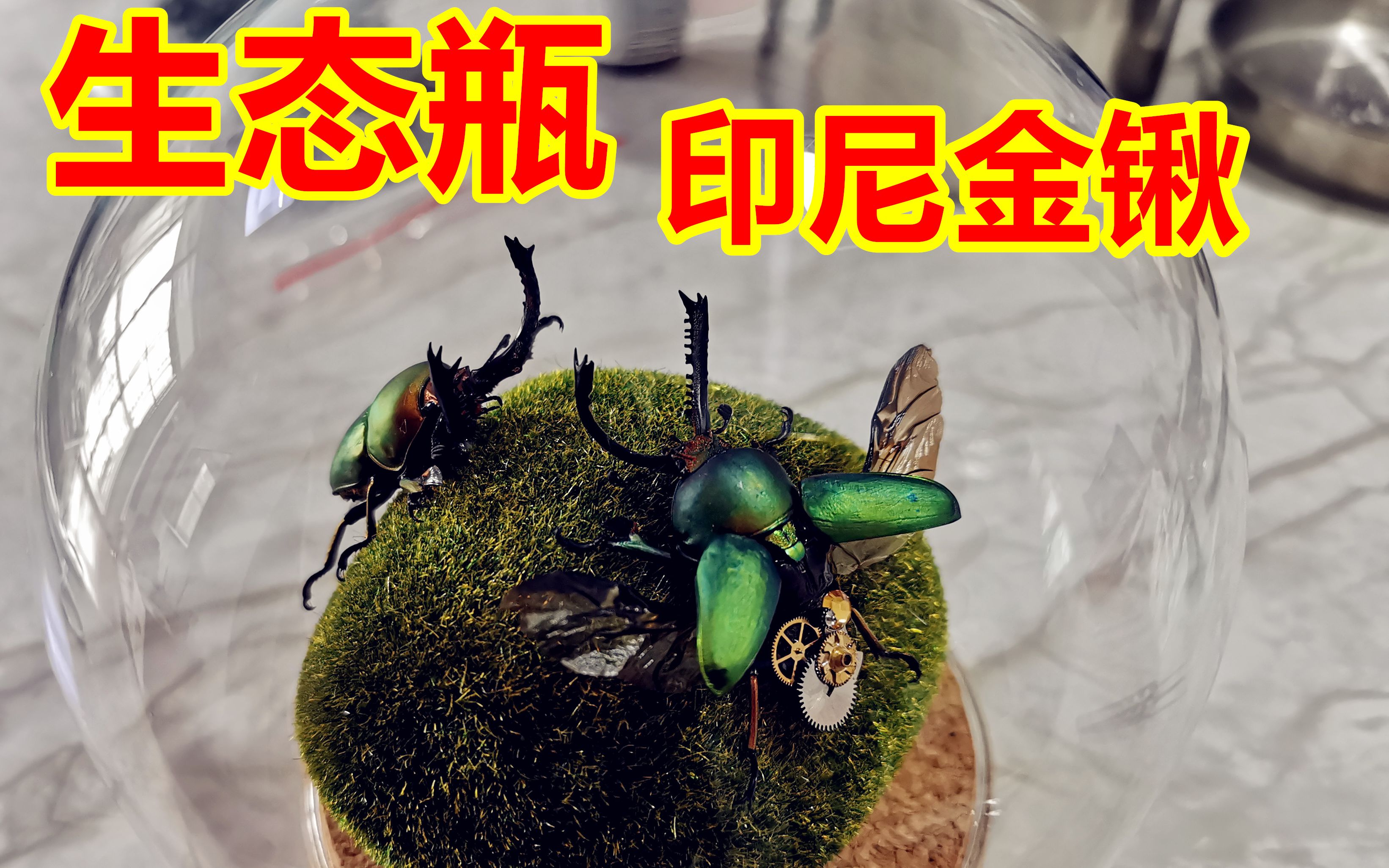 蒸汽朋克甲虫制作系列11——彩虹系列1 生态瓶之印尼金锹蒸汽甲虫