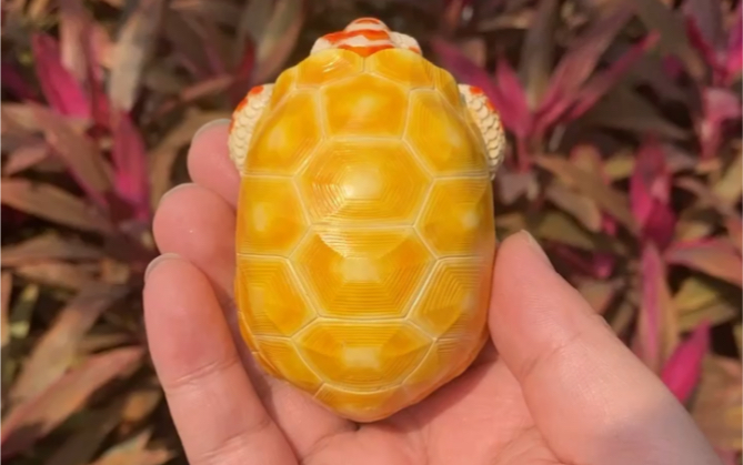 心宽体胖:白化红腿陆龟