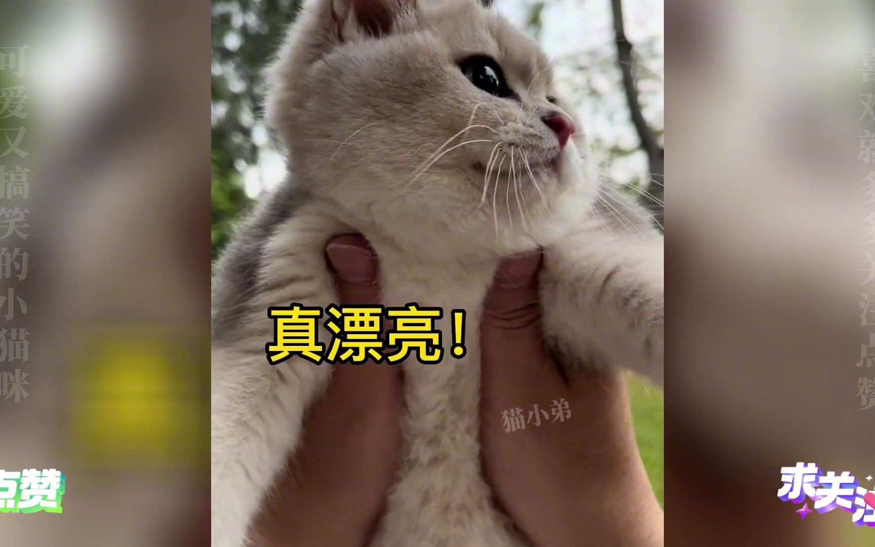 盘点全网会说话的猫咪,能和主人无障碍沟通,这是成精了吗?哔哩哔哩bilibili