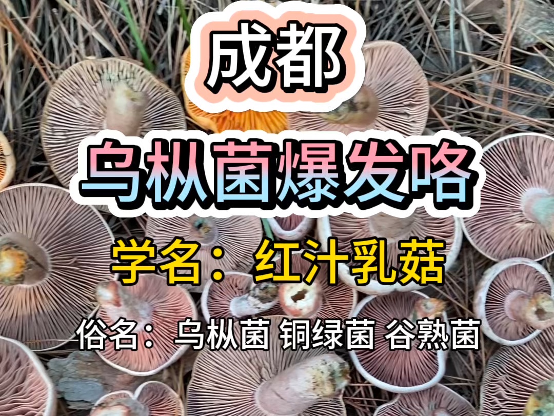 成都乌枞菌爆发咯,快抓住捡菌子的尾巴哔哩哔哩bilibili