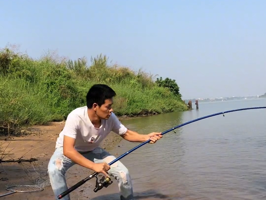 这条野河 鱼非常大