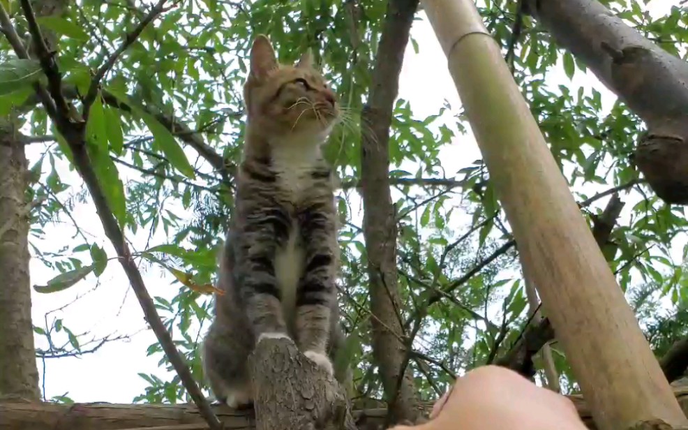 猫咪走,抓知了去