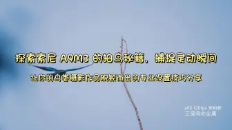 Download Video: 探索索尼 A9M3 的拍鸟秘籍，捕捉灵动瞬间