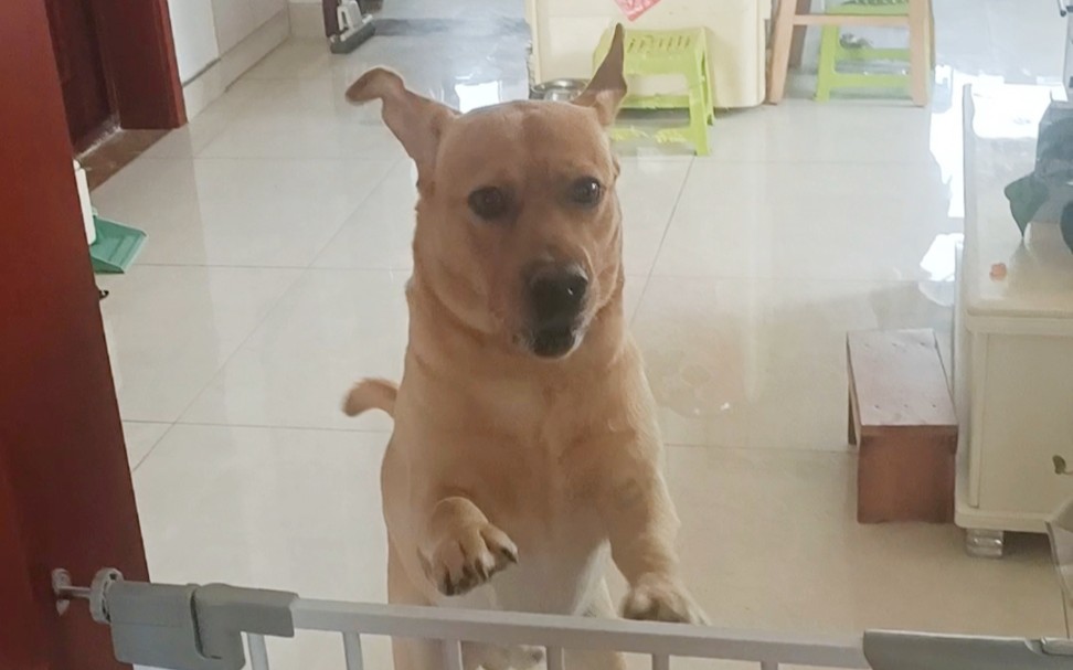 狗子会跳起来接吃的啦