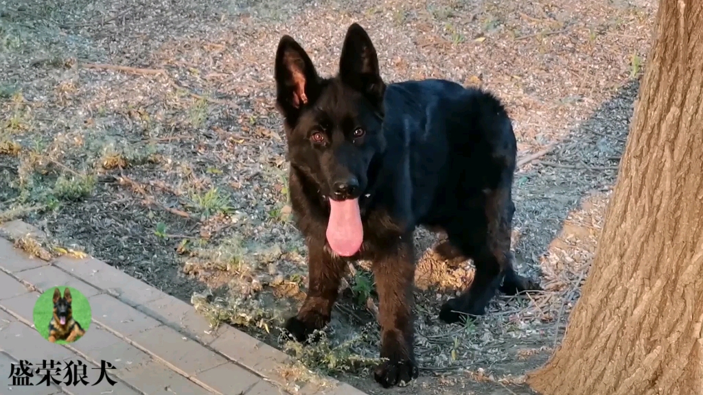 德國牧羊犬 純種賽級德牧 黑西德