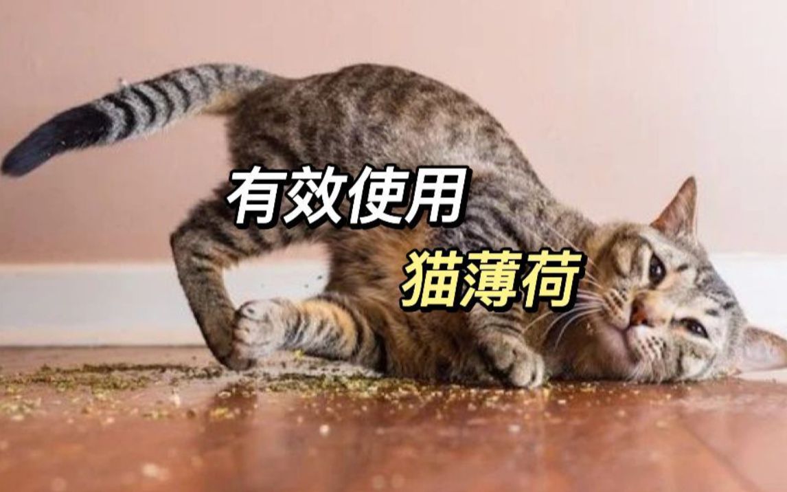 你的猫薄荷真的用对了吗?哔哩哔哩bilibili