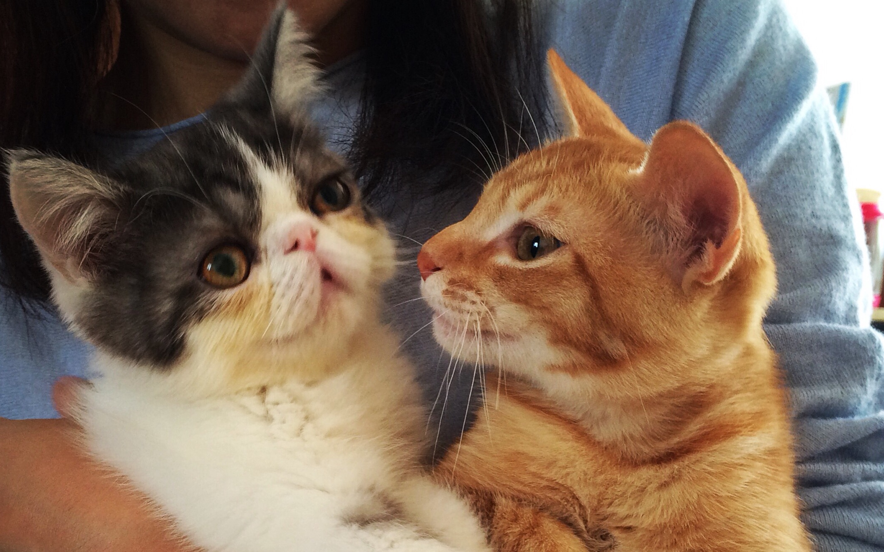 活动作品橘猫加菲猫正经猫片twocats