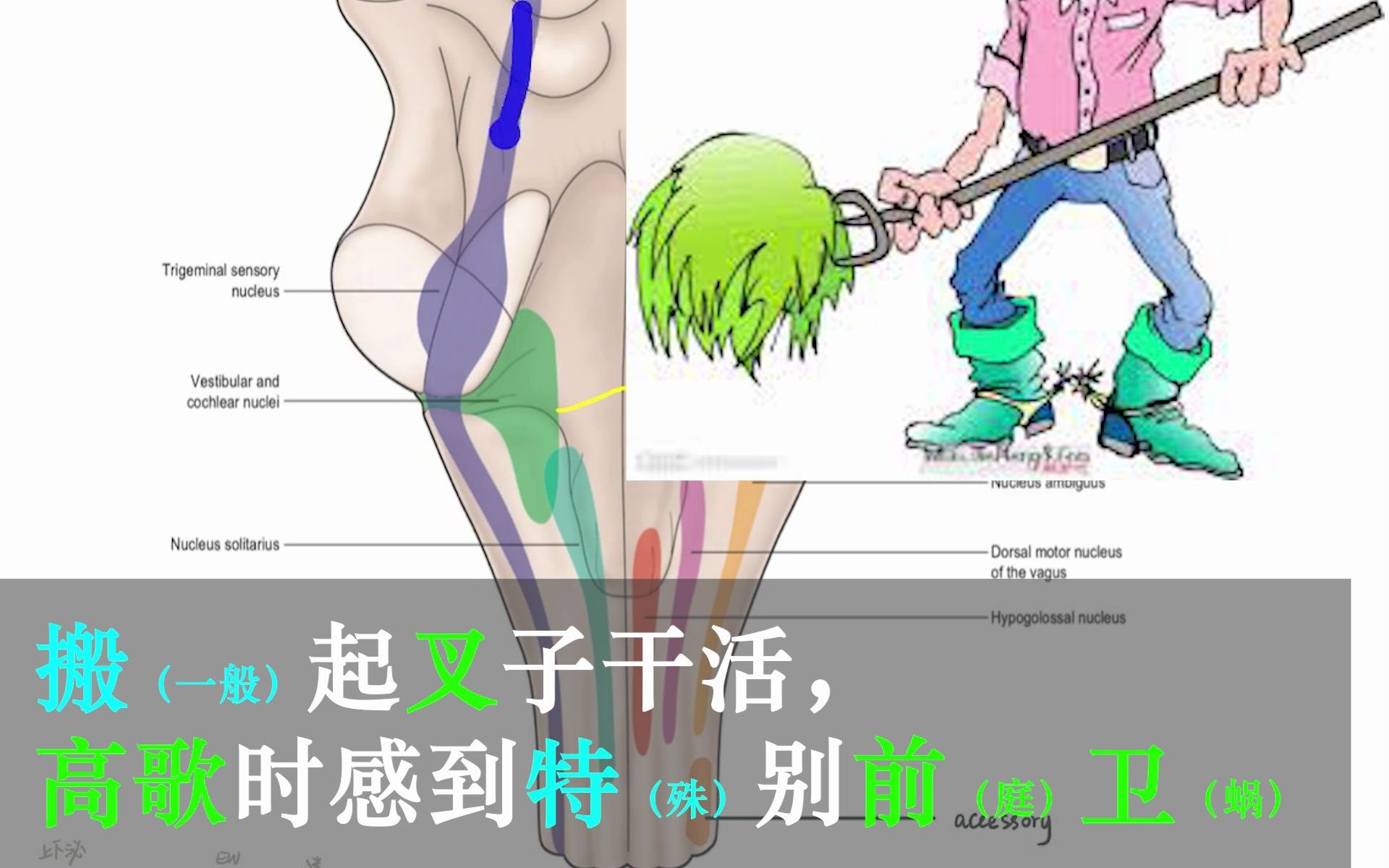 [图]【人解三分钟】脑干神经核1：孤束核三叉前庭蜗核，这些感觉核在哪里呀