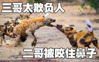 非洲二哥鬣狗被三哥围殴，惨不忍睹