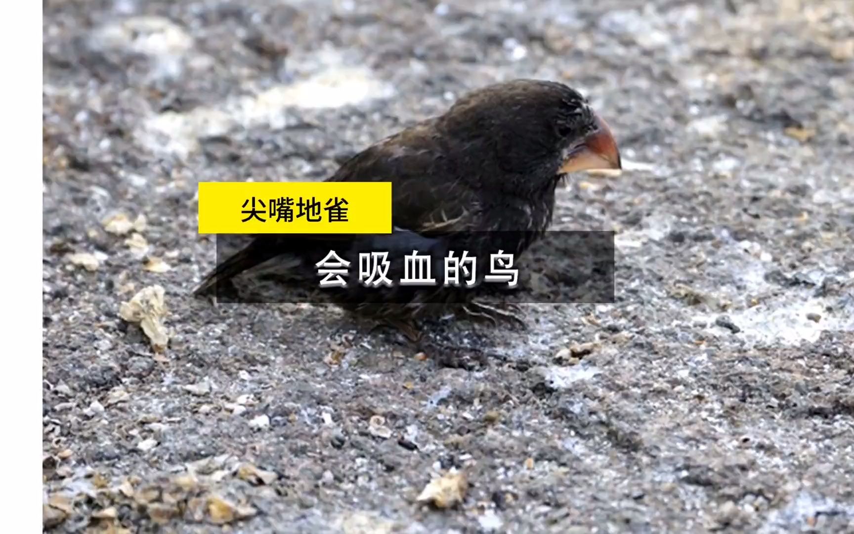 吸血雀一种靠吸血为生的鸟,被吸的动物却不反抗