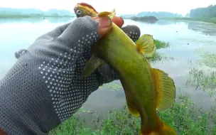 下载视频: 大雨前夕钓大河，半米水下鱼成群，数一数几秒中鱼