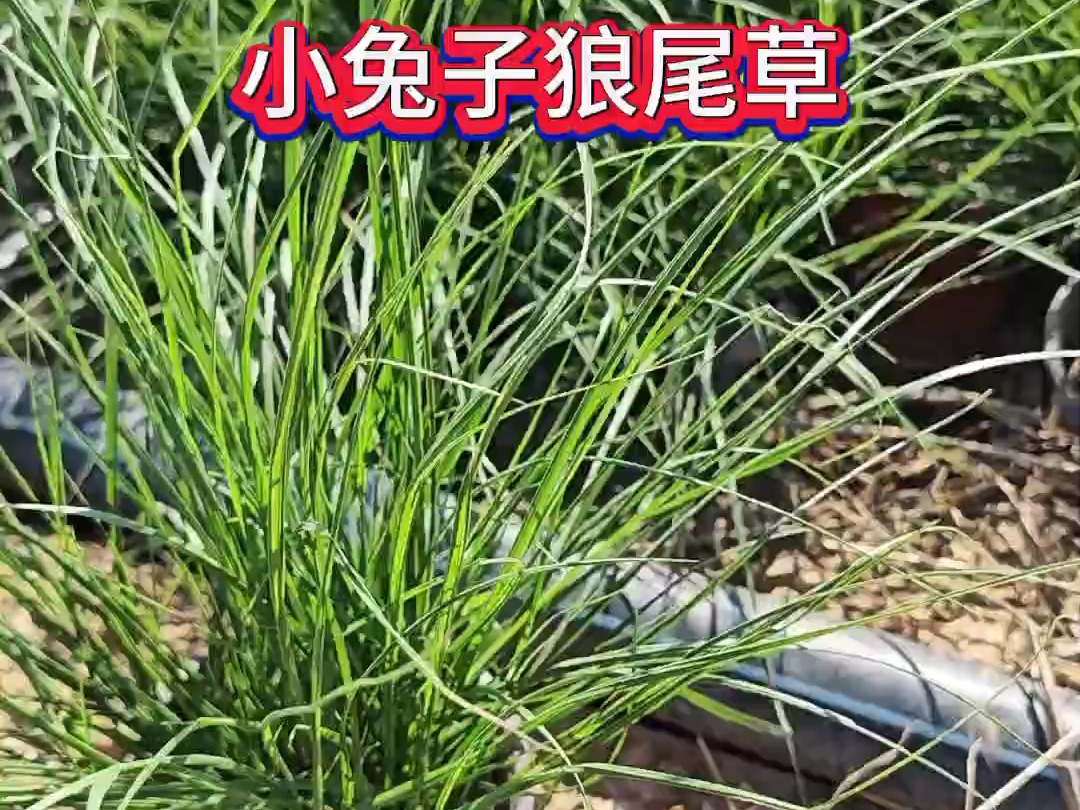 小兔子狼尾草,多年生低矮型观赏草哔哩哔哩bilibili