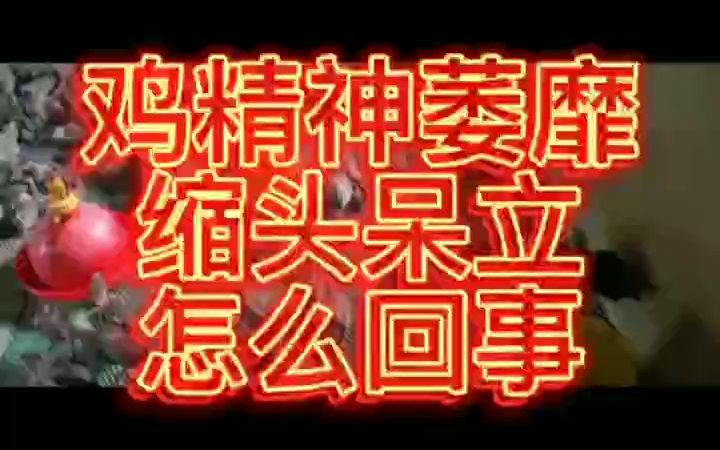 鸡精神萎靡缩头呆立怎么回事 鸡缩头闭眼喂什么药哔哩哔哩bilibili