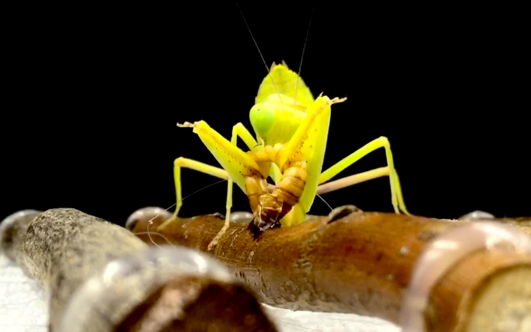 清迈斧螳61捕食展示2