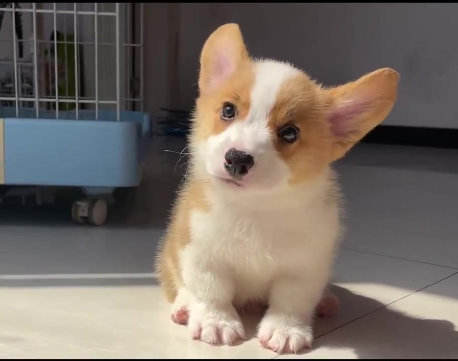 精品完美三通柯基弟弟