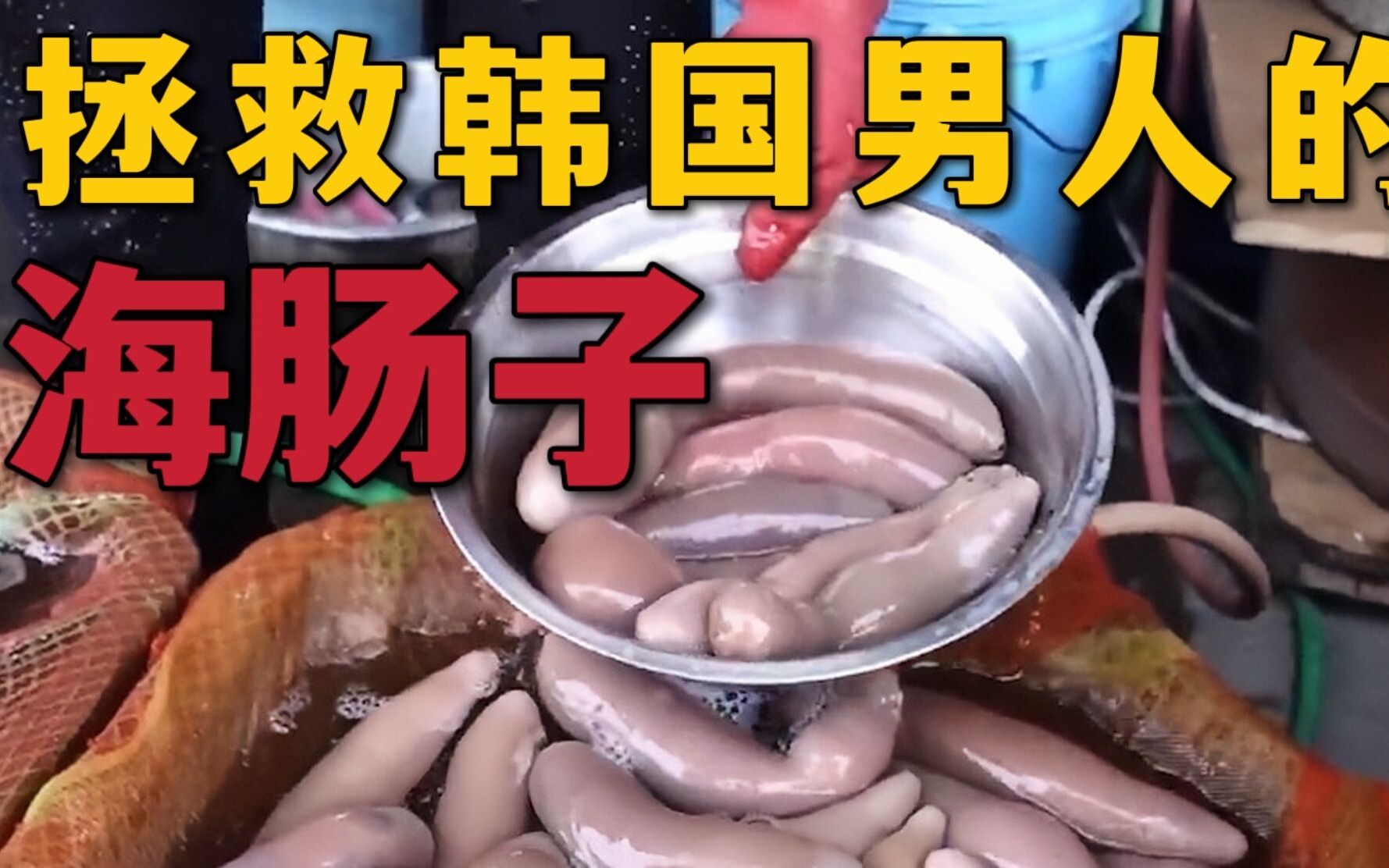 海中的天然味精海肠子,长的有点别致,却是大补之物