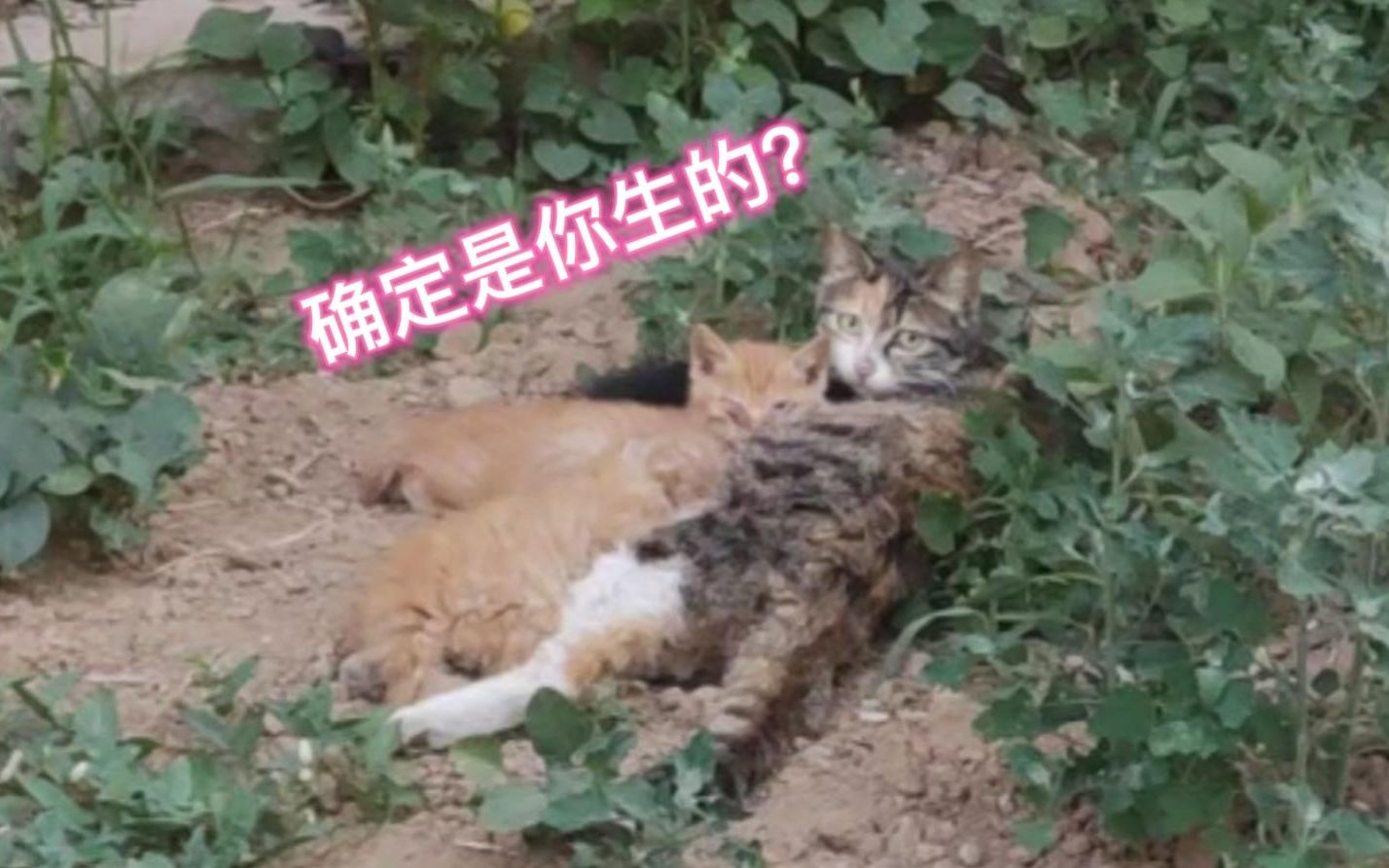 22年5月22 谁的基因更强大,花斑猫居然生出全橘猫和纯黑猫?哔哩哔哩bilibili