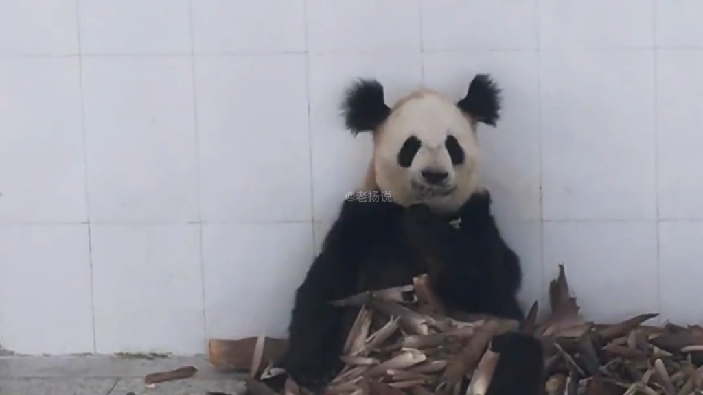 耳朵炸毛的小熊猫小丫美的独树一帜