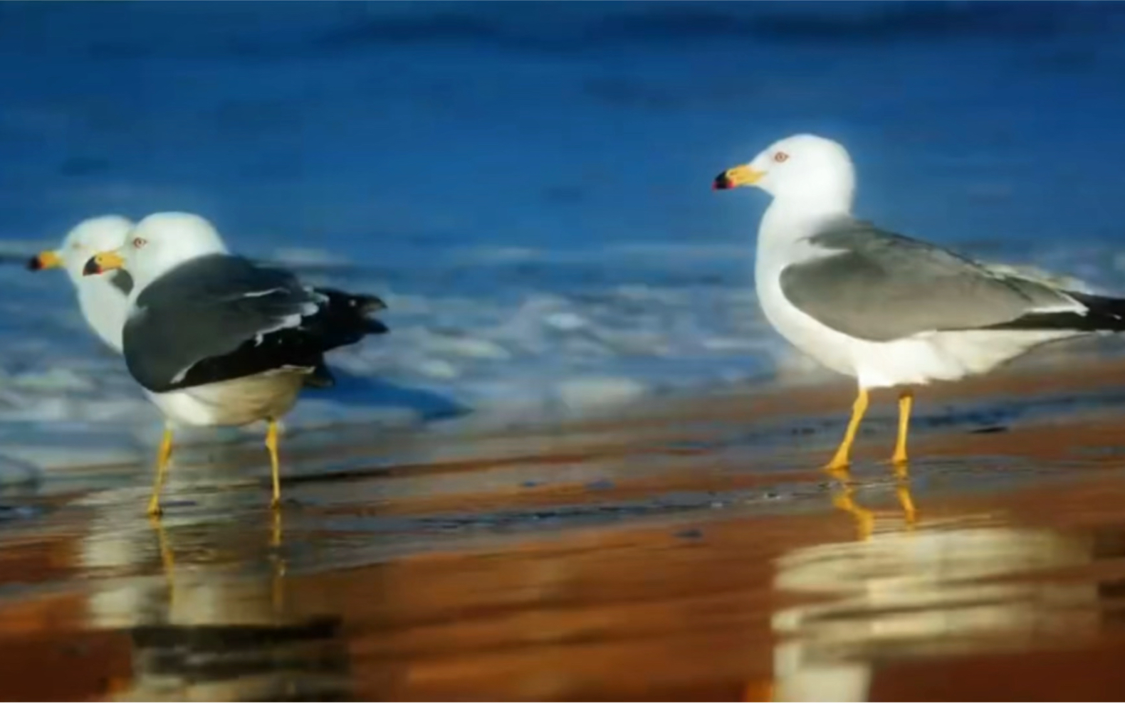 萨克斯金曲《永浴爱河》,浪漫的曲风,沉浸的享受,百听不厌哔哩哔哩bilibili