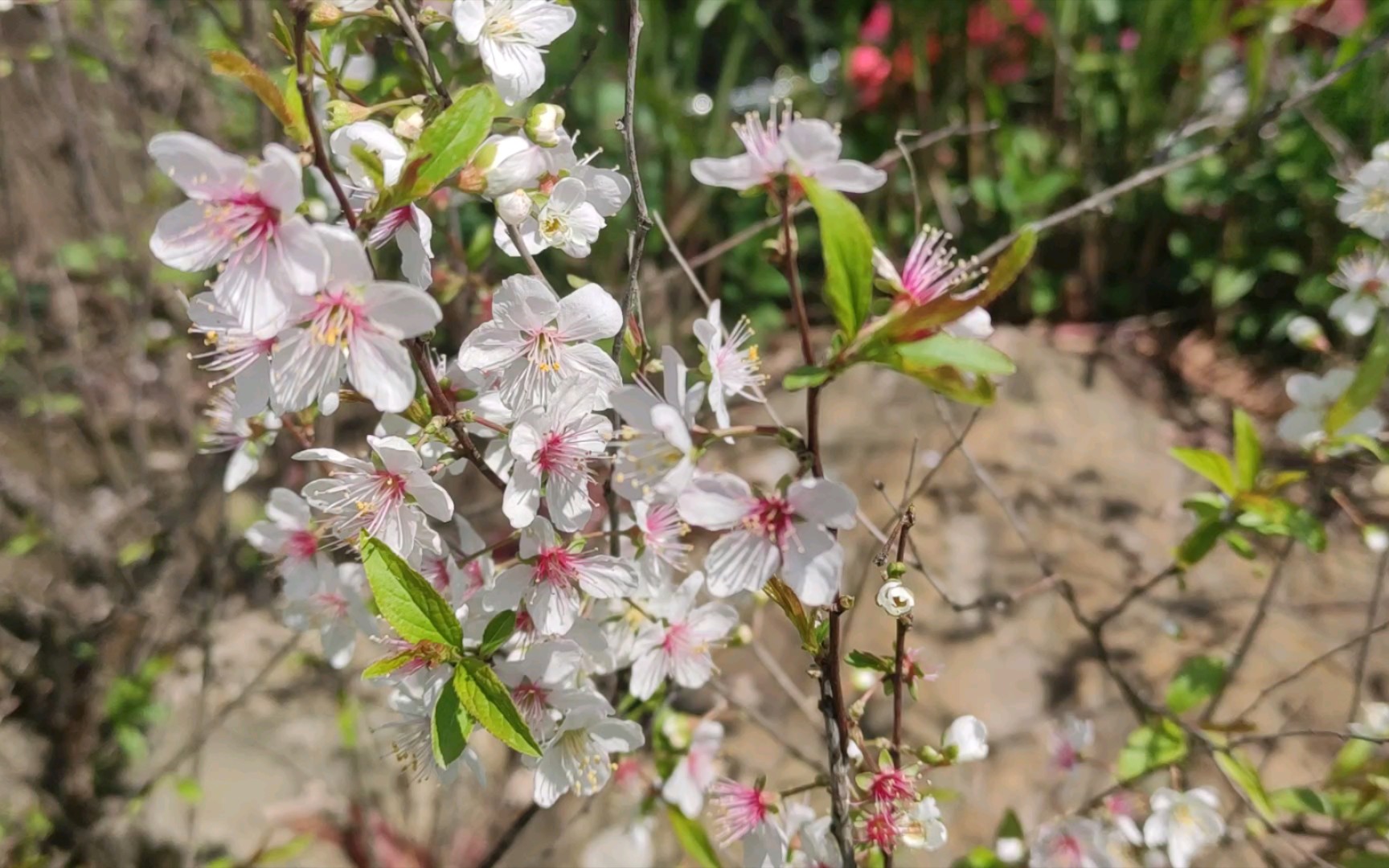 [图]海樱桃花