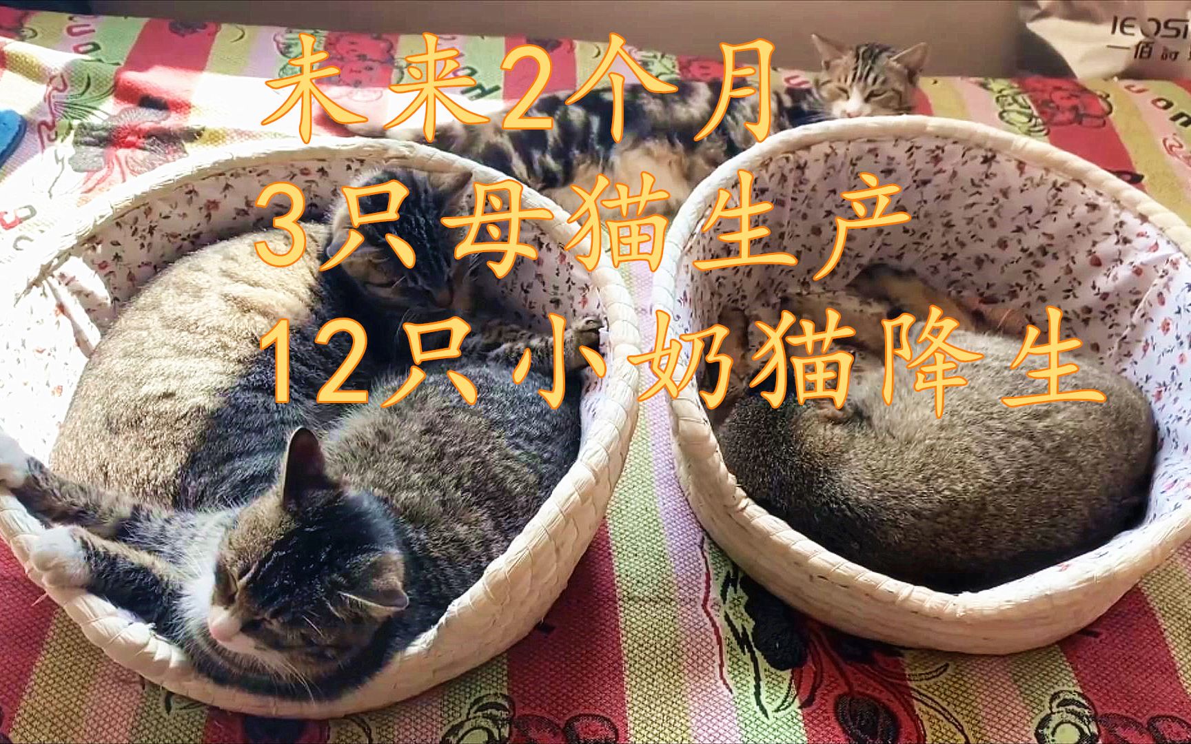 未来2个月,我将迎来3只母猫生产,约12只的小奶猫降生,人生巅峰了!哔哩哔哩bilibili