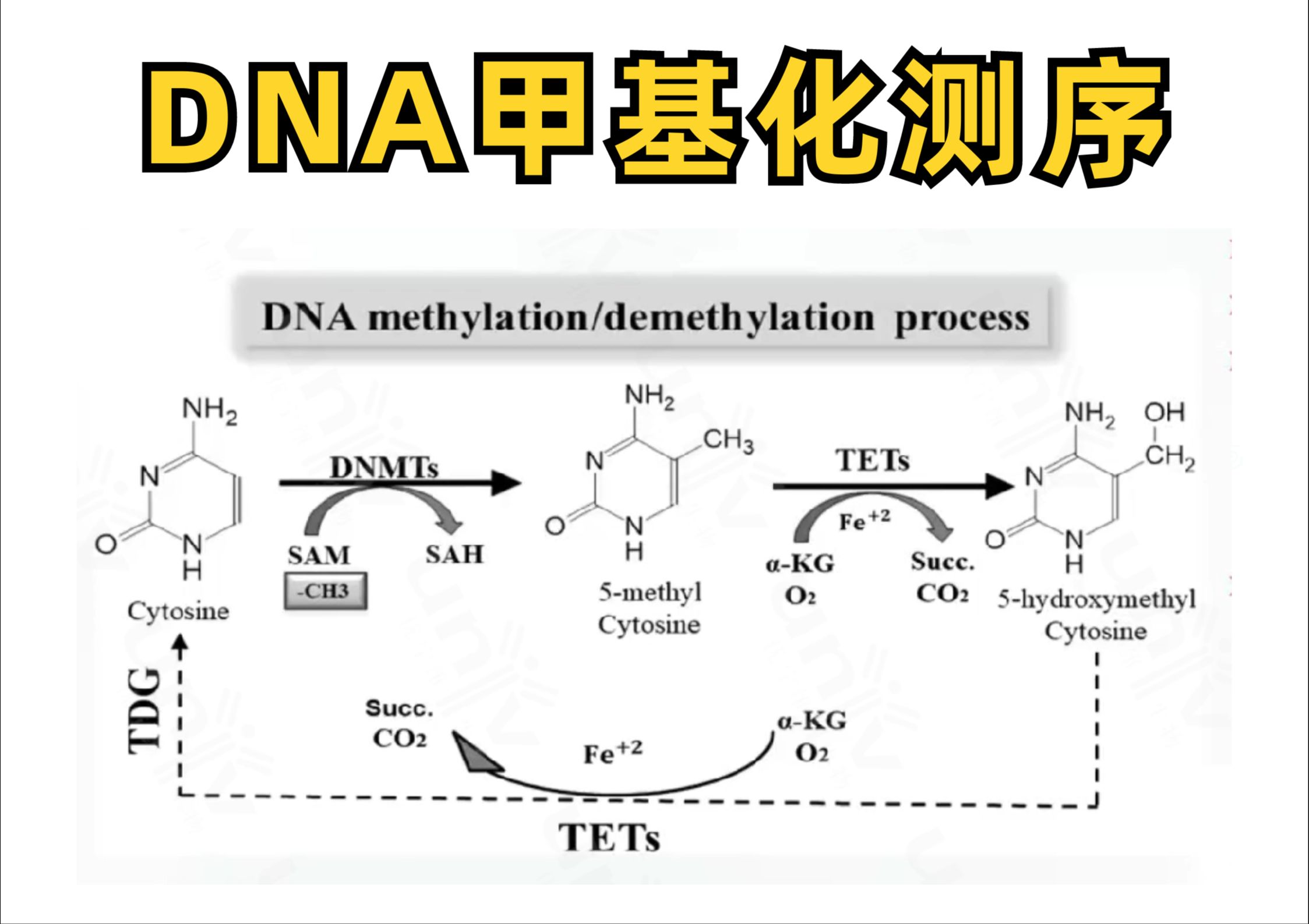 国自然热点——DNA甲基化测序哔哩哔哩bilibili