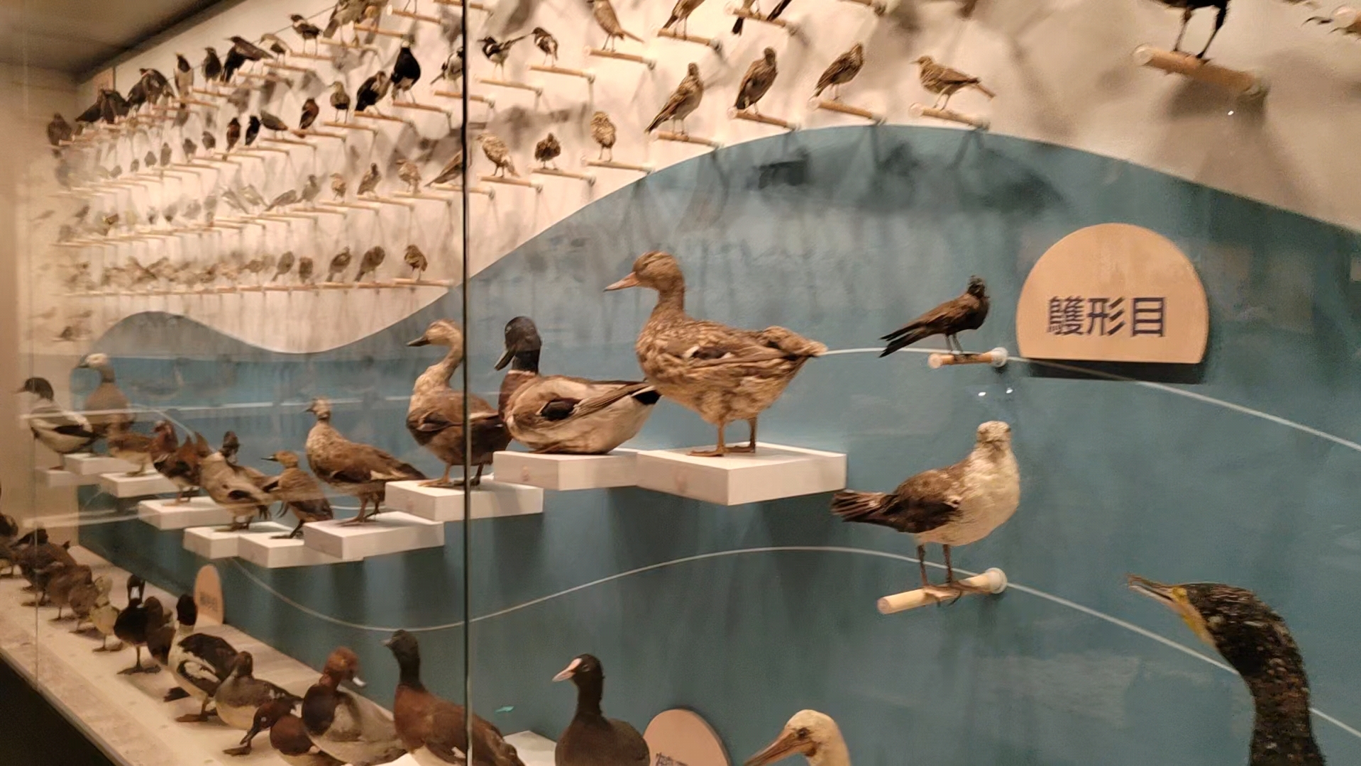 武汉大学万林艺术博物馆珍稀动物标本