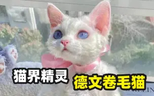 Download Video: 城市宝藏猫——德文卷毛猫了解一下！