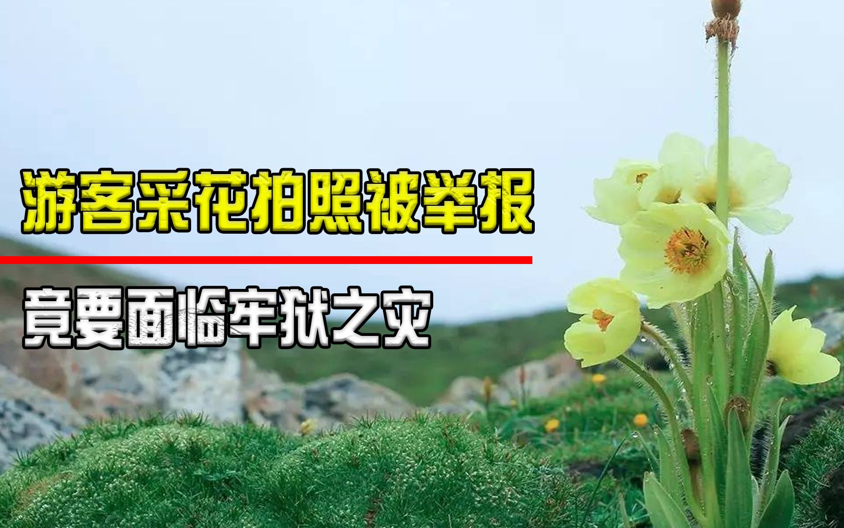 女游客误摘"牢底坐穿花",恐会面临牢狱之灾,这到底是怎么回事