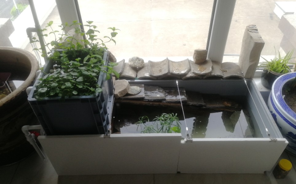 沼泽过滤生态龟缸