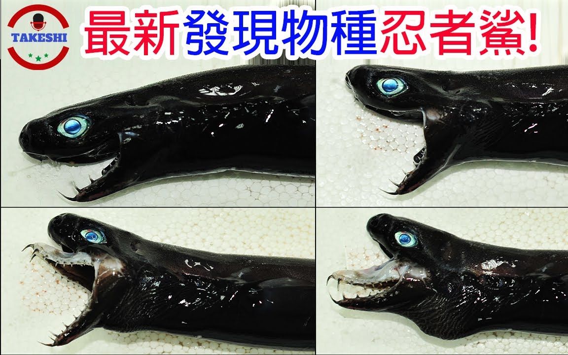 [top3]忍者一般身法杀生于无形的鬼之鲨鱼 拥有"毒牙"的鲨鱼 世界