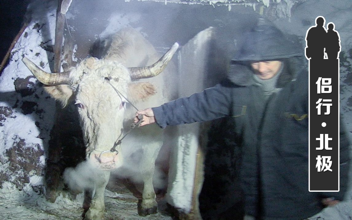 [图]北极：零下50度的北极寒冷地区，战斗民族的牛是怎么存活下来的？