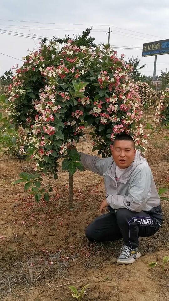 五彩锦带花树,开花与五彩缤纷,耐寒抗旱,家有院子的栽上两颗点缀非常好看哔哩哔哩bilibili