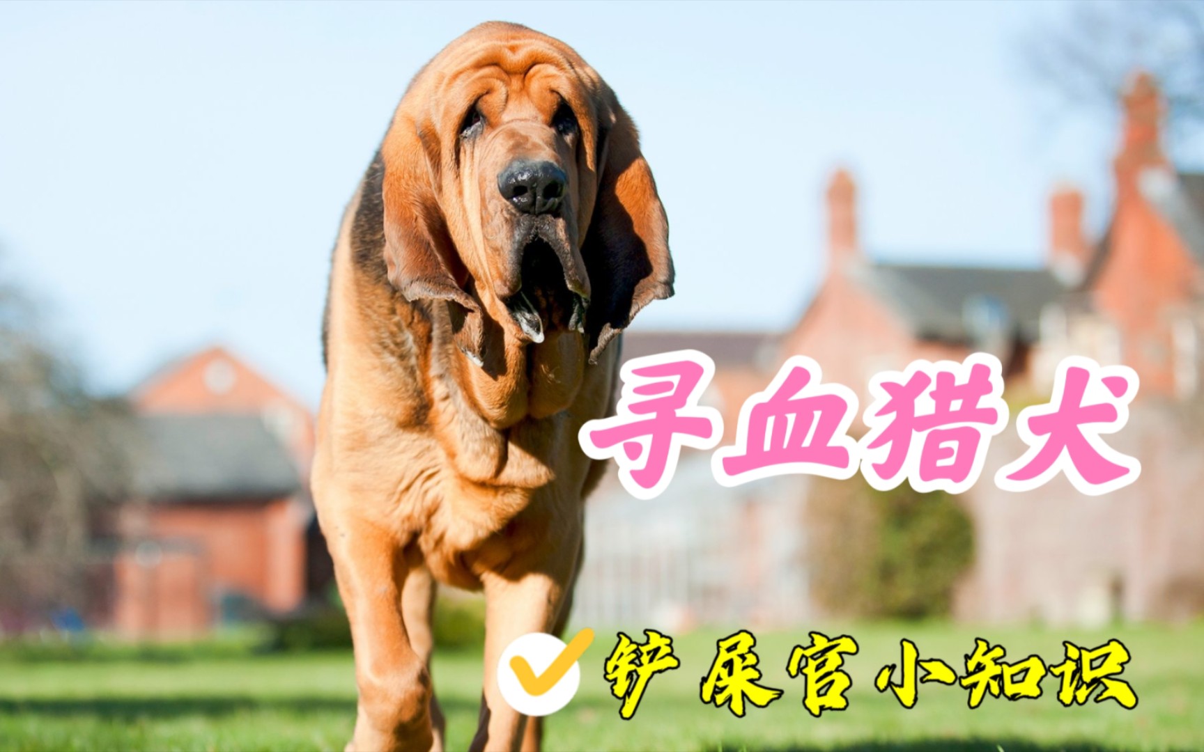 [图]拥有特异功能的犬中之神，寻血猎犬了解一下