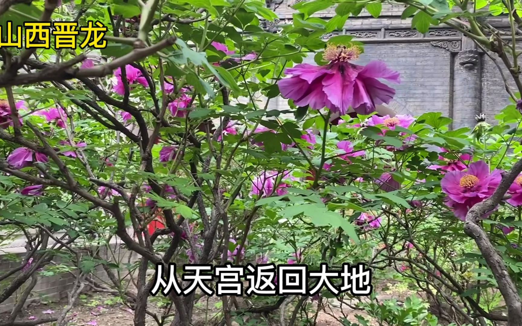 太原双塔寺内,400岁明代牡丹“紫霞仙”绽放,花开时节名动龙城哔哩哔哩bilibili