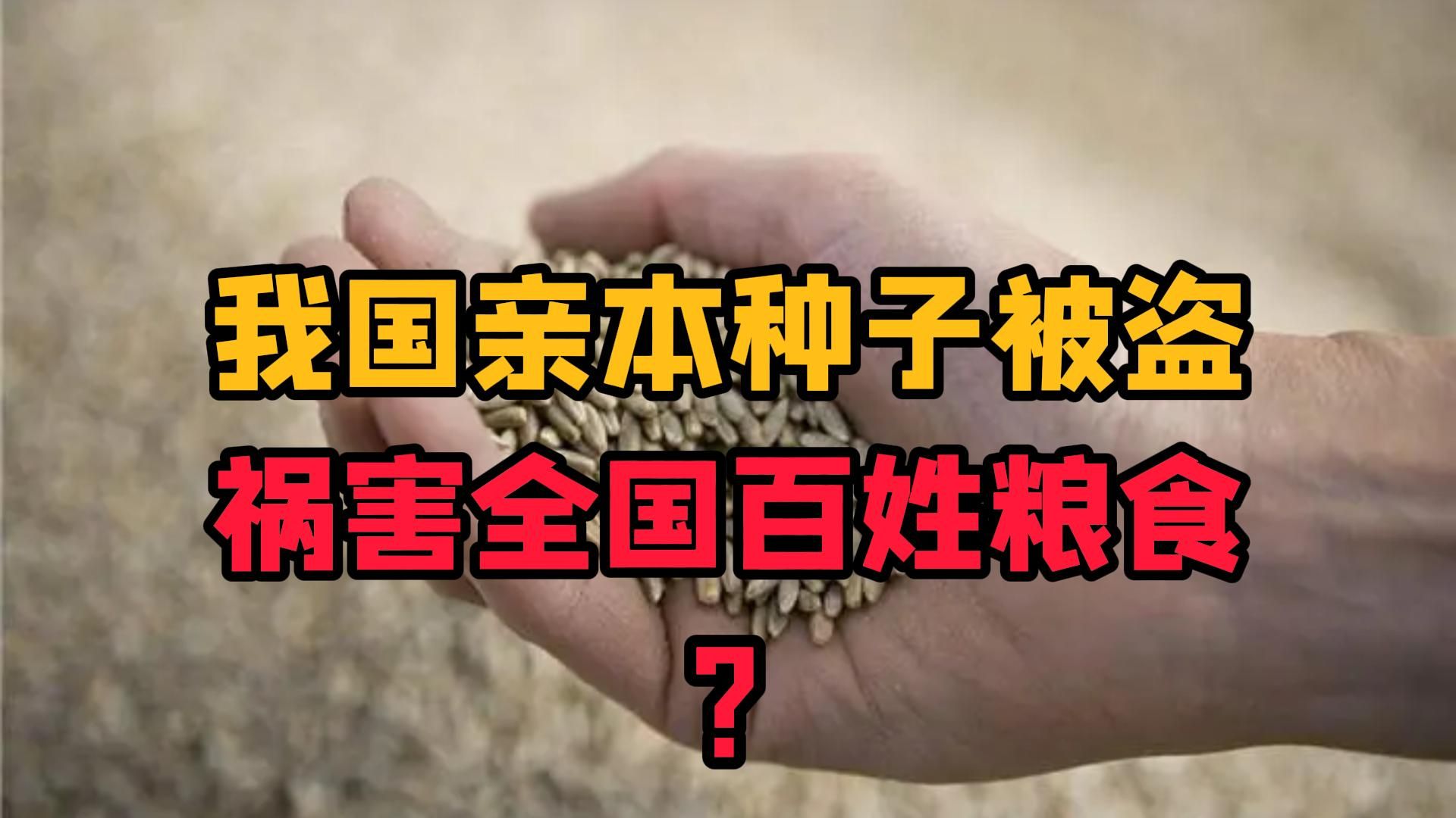 我国亲本种子被盗!有啥危害?人抓了吗?哔哩哔哩bilibili