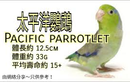 鹦鹉品种分享介绍 ~太平洋鹦鹉 (Pacific parrotlet)哔哩哔哩bilibili