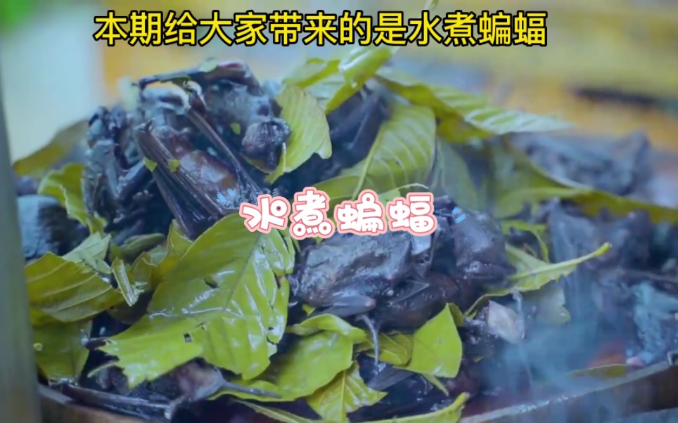 蝙蝠能吃吗?奇葩美食,水煮蝙蝠.哔哩哔哩bilibili