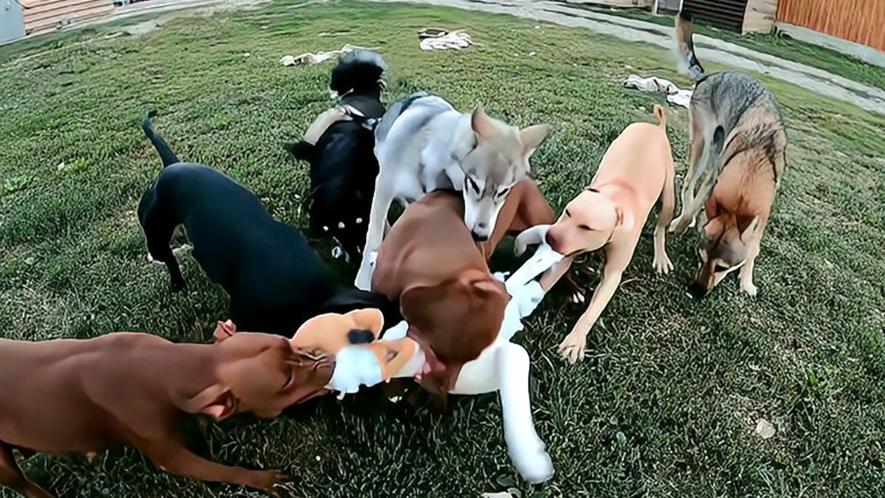 狗狗玩偶被比特犬撕成"碎片",一旁的狼看怂了,狼:惹不起111