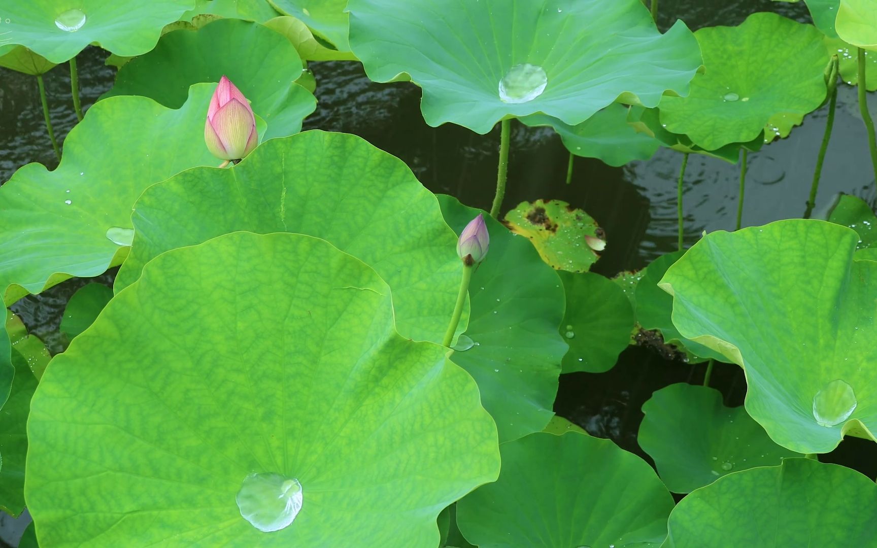 4k自然环境音|荷叶, 雨滴, 雨声
