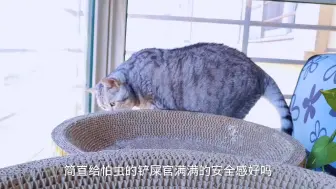 Download Video: 养猫的四个幸福瞬间