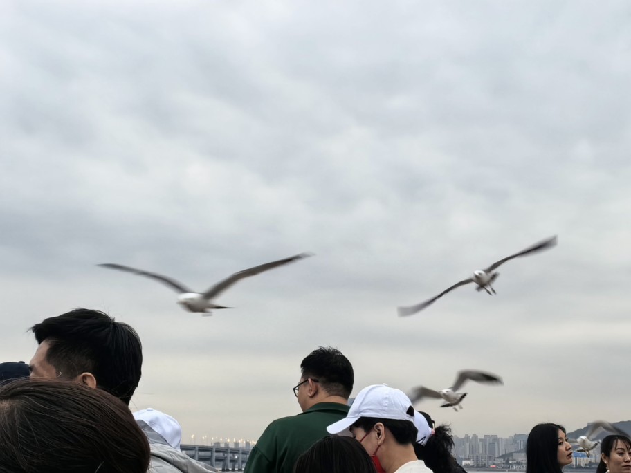 海鸥跟红嘴鸥的体型、叫声差别都蛮大的诶哔哩哔哩bilibili