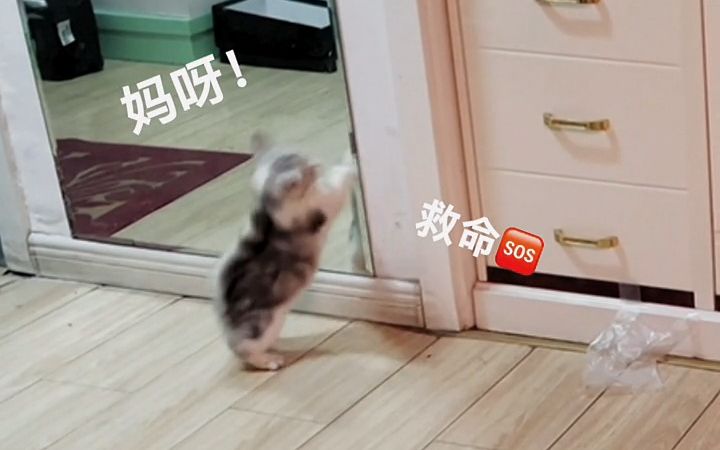 [图]【萌宠日常】猫咪迷惑行为大赏