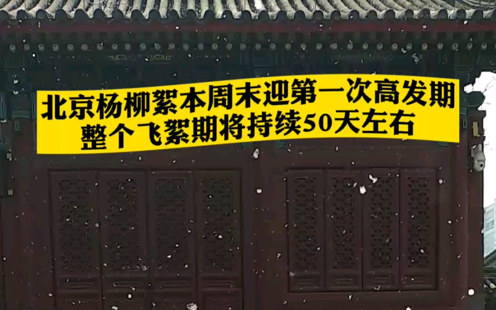 [图]【北京x杨柳絮】本周末迎第一次高发期