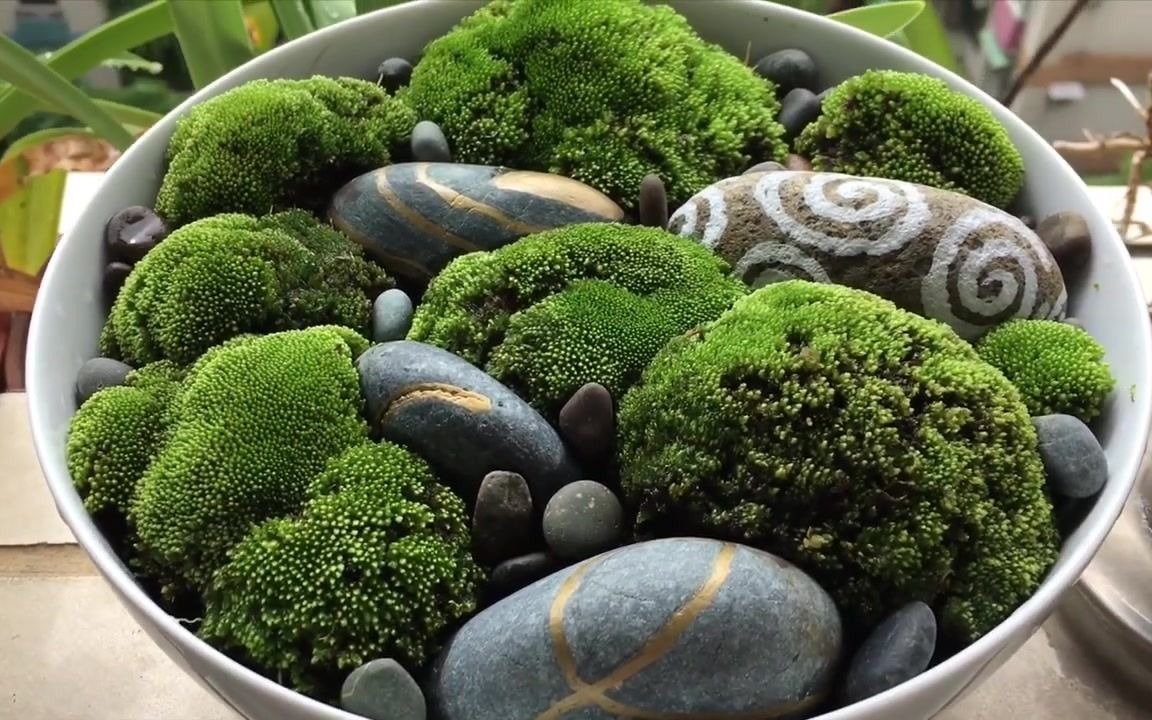 [图]Super Star is Back青苔皇后真蘚再次登場Moss Garden by Cherie Chi