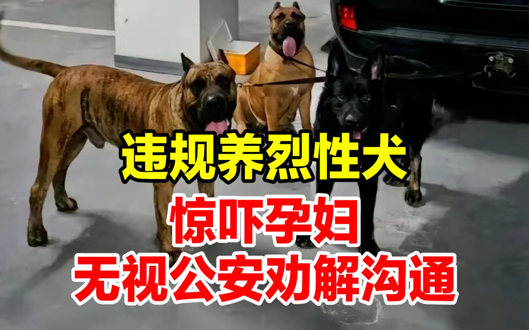 男子网上炫耀在市中心养烈性犬,警方回应处理结果将尽快公布,目前涉事小区安全 请住户放心哔哩哔哩bilibili